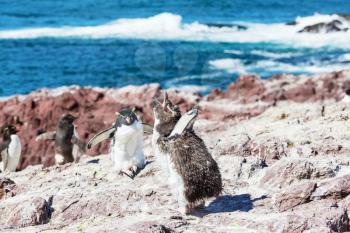 Rockhopper penguin in Argentina