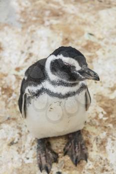 Magellanic Penguin (Spheniscus magellanicus) in Patagonia