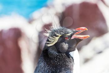 Rockhopper penguin in Argentina