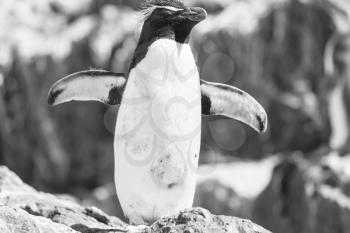 Rockhopper penguin in Argentina