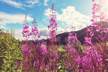 Meadow in Alaska