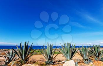 Cyprus sea resort
