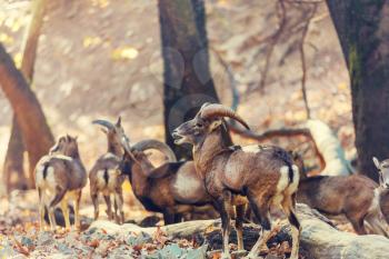 Wild moufflon in Cyprus