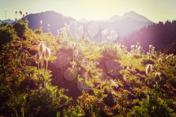 Mountain meadow in sunny day