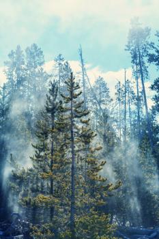 Magic forest of misty