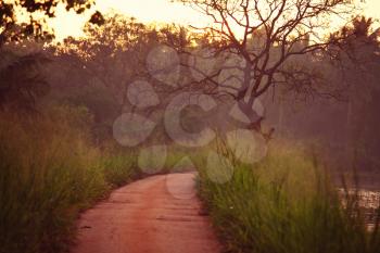 Dirt road in remote jungle