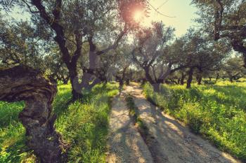Olives garden