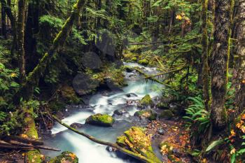 Beautiful small river in forest