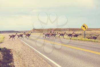 Guanaco (Lama Guanicoe) in Patagonia