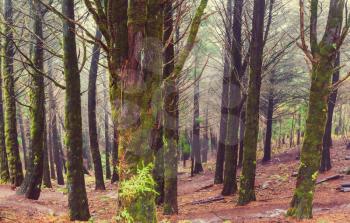 Forest in Madeira