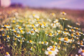 Chamomile meadow