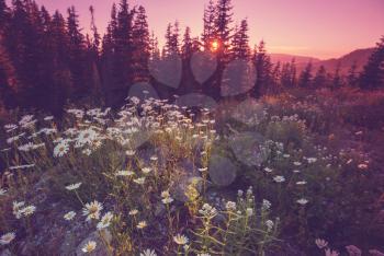 Mountain meadow in sunny day