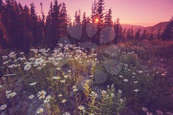 Mountain meadow in sunny day