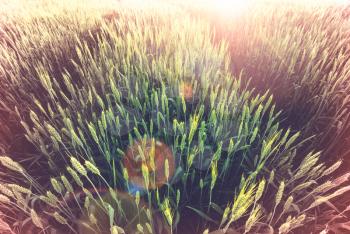 Wheat field, close up shot