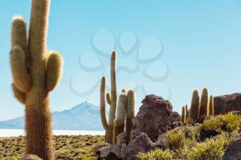 Cactus in Bolivia