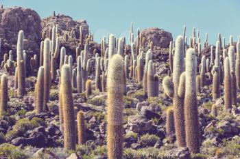 Cactuses on the Bolivian Altiplano