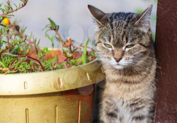 Tabby Cat, close up shot