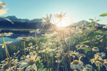 Chamomile meadow in summer time