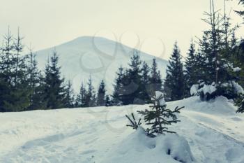 Snow covered mountains in winter