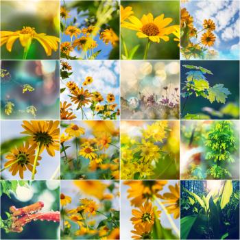 Collage of the Summer flowers 