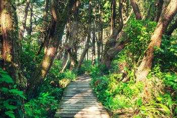 Rain forest in Vancouver island, British Columbia, Canada