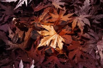 Colorful leaves in Autumn season