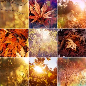 Orange and Yellow Autumn collage