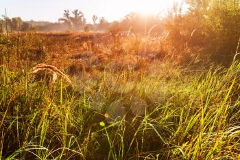 Sunny autumn meadow