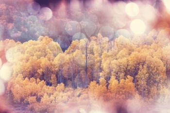 Colorful scenic view in Autumn season with yellow trees in clear day.