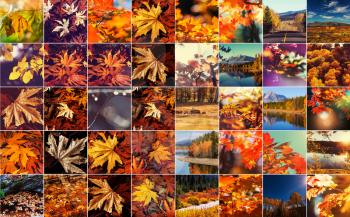 Orange and Yellow Autumn collage