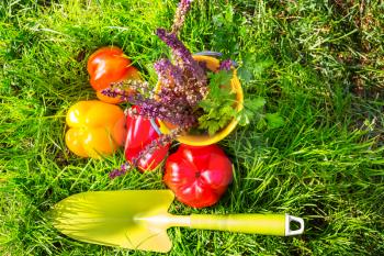 Gardening tools and vegetables in green grass at autumn season.Sunny day.