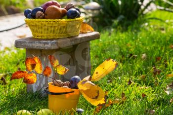 Fall season scene with crop of fruits and walnuts in the garden. Beauty of the Autumn.