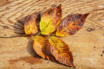 Colorful yellow leaves in Autumn season. Close-up shot. Suitable for background image.