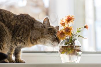 Cat smelling flowers