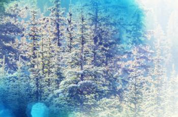Winter scene forest covered with snow, toned like instagram filter
