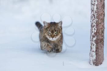 Cat out in the snow in winter season