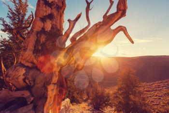 Ancient Bristlecone Pine Tree showing the twisted and gnarled features.California,USA.