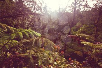 Jungle in Hawaii