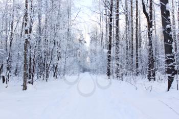 Panorama of a snow-covered path in winter wood