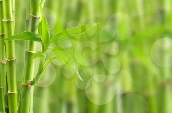 Bamboo Stock Photo