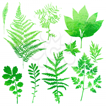 Set of garden watercolor leaves. Vector illustration.