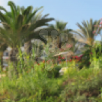 Blurred summer background with palms