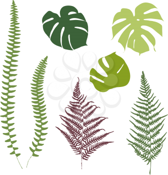 Fern and monstera silhouettes. Isolated on white background