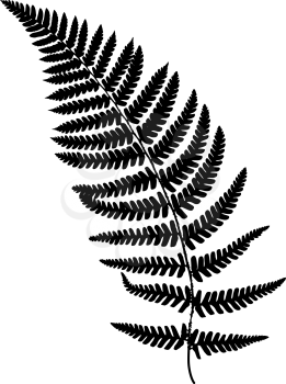 Fern frond black silhouette. Vector illustration. Forest concept.