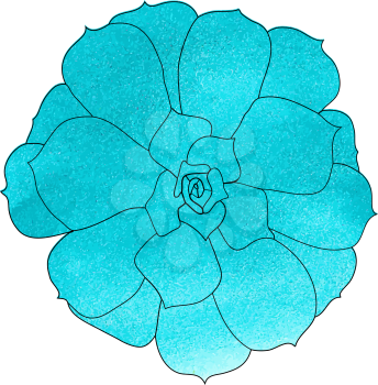 Succulent plant (echeveria), watercolor top view. Hand drawn vector illustration. 
