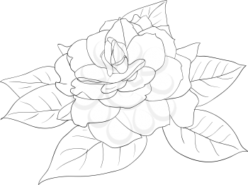 Royalty Free Clipart Image of a Rose