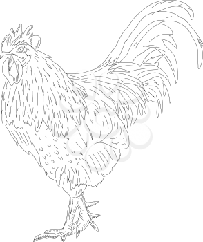 Royalty Free Clipart Image of a Rooster