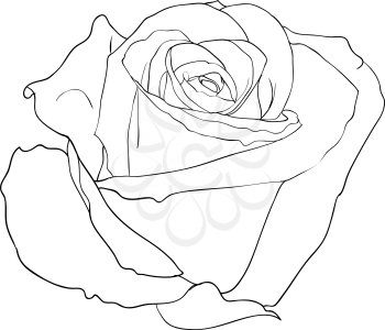 Royalty Free Clipart Image of a Rose