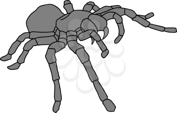 Royalty Free Clipart Image of a Tarantula