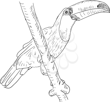 Royalty Free Clipart Image of a Toucan Bird
